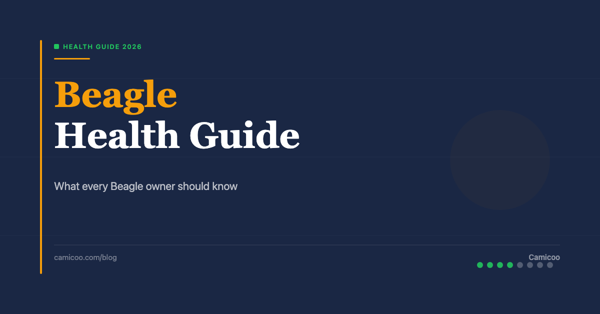 Breed OG EN - Beagle Health Guide