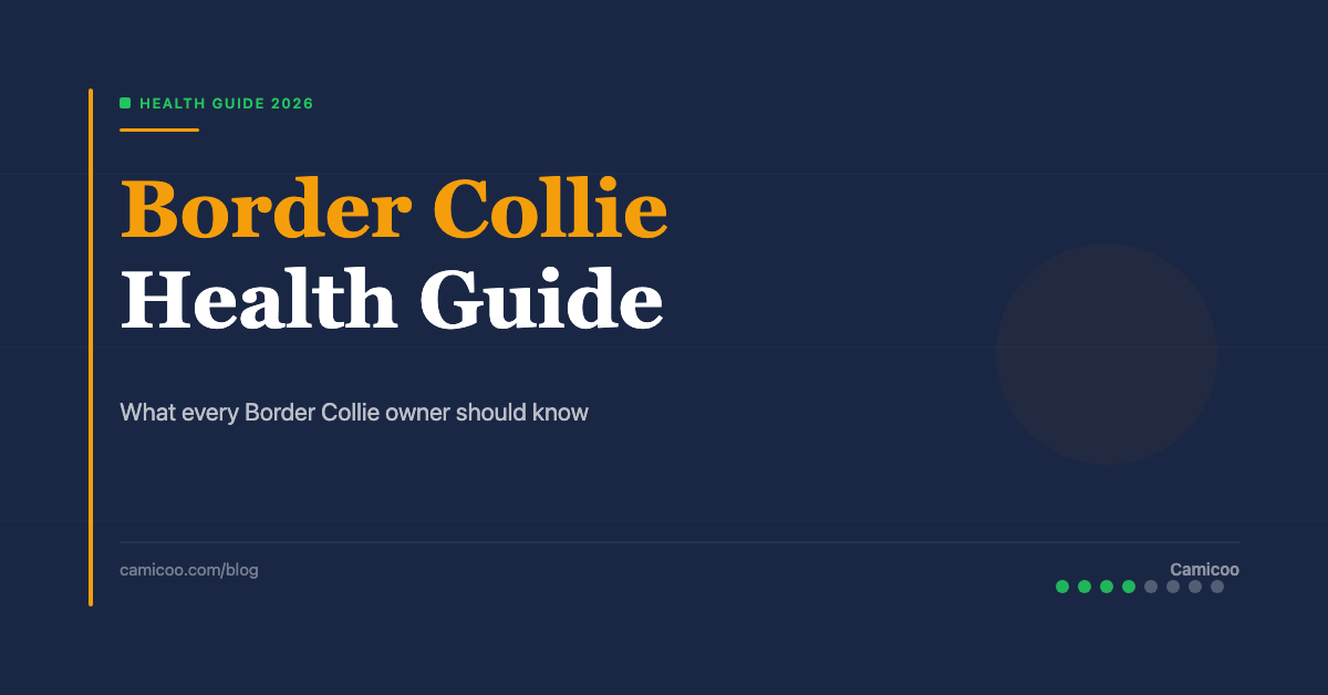 Breed OG EN - Border Collie Health Guide
