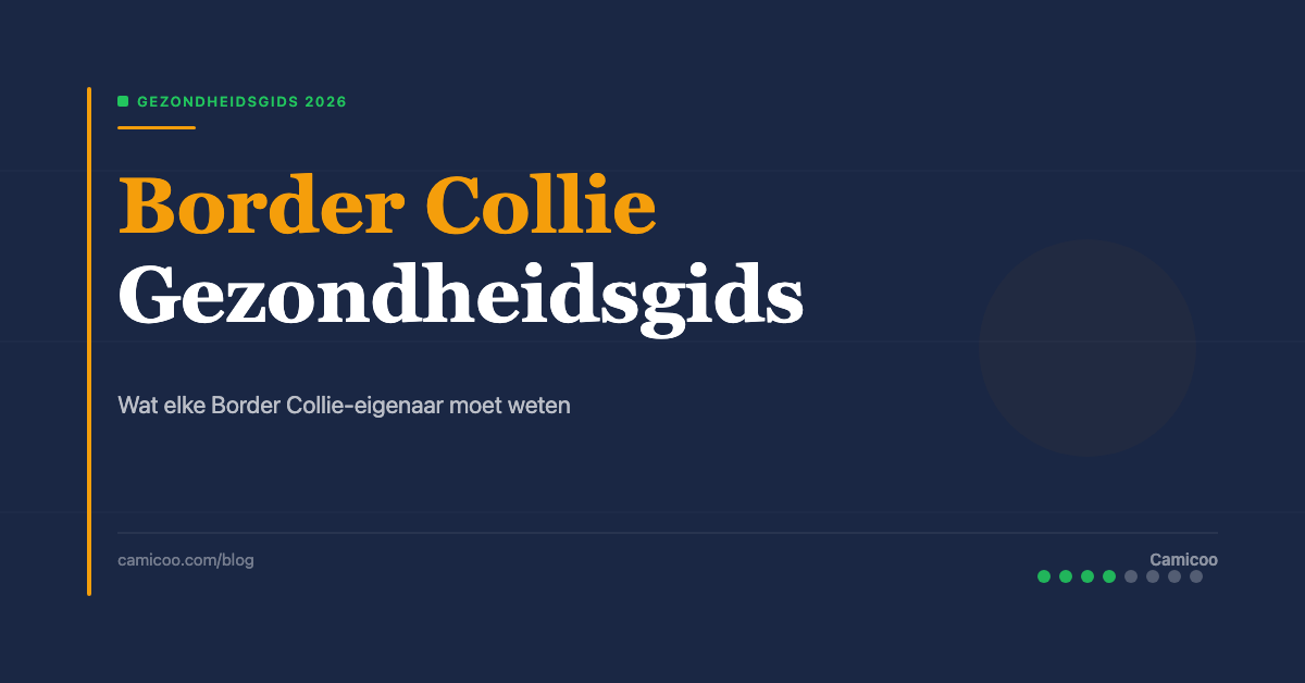 Breed OG - Og Border Collie