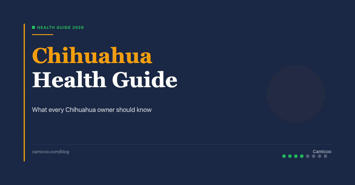 Breed OG EN - Chihuahua Health Guide