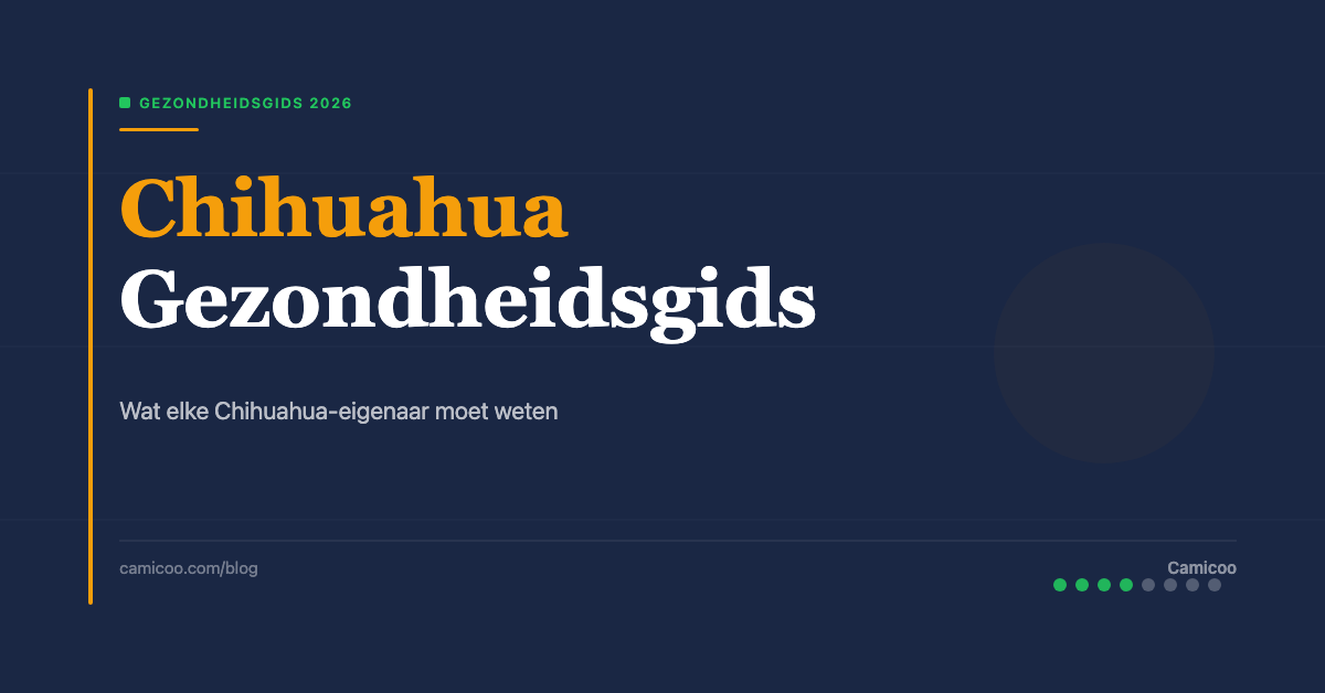 Breed OG - Og Chihuahua