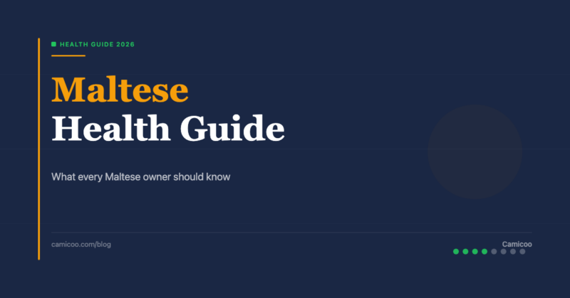 Breed OG EN - Maltese Health Guide